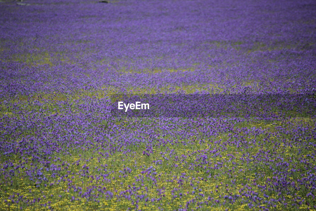 FULL FRAME SHOT OF FLOWERING PLANTS ON FIELD