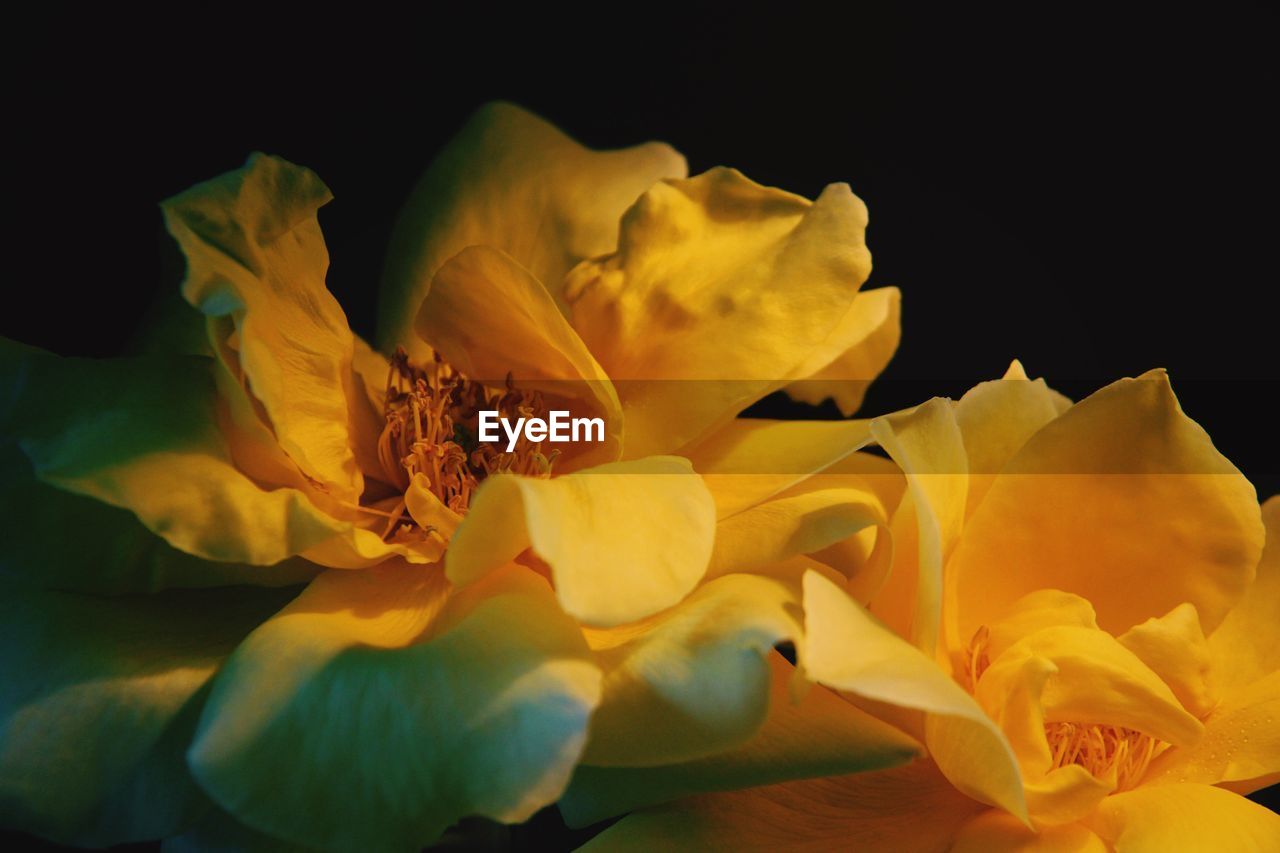 Close-up of yellow roses against black background