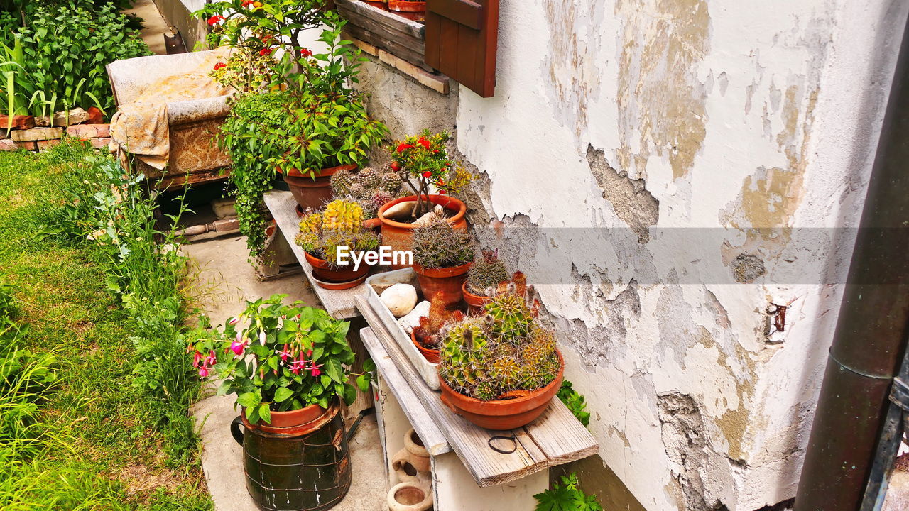 HIGH ANGLE VIEW OF POTTED PLANTS ON WALL