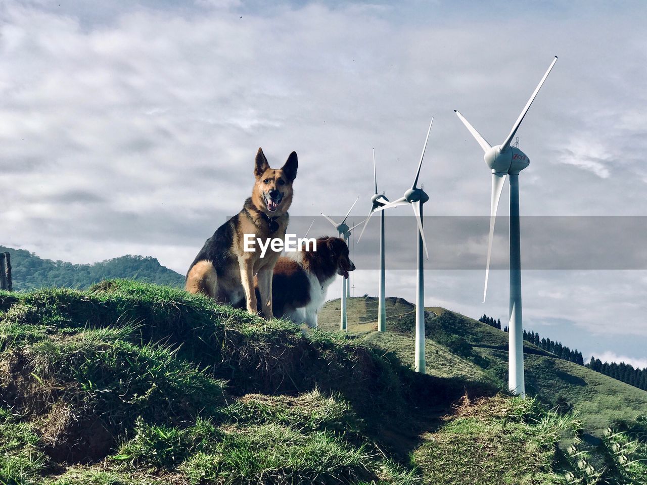 Dogs on hillside underneath wind turbines 