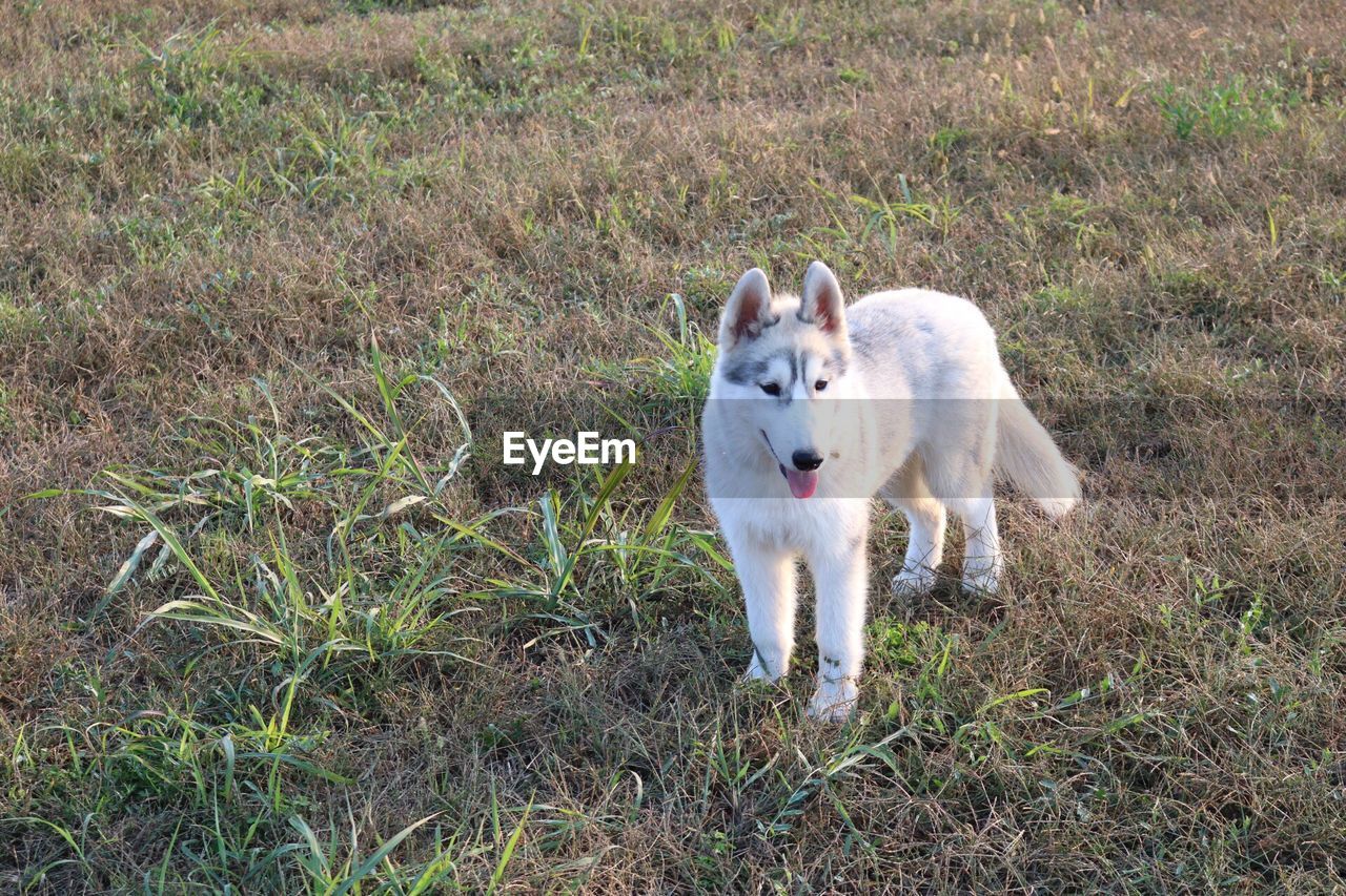 Portrait of dog standing on field