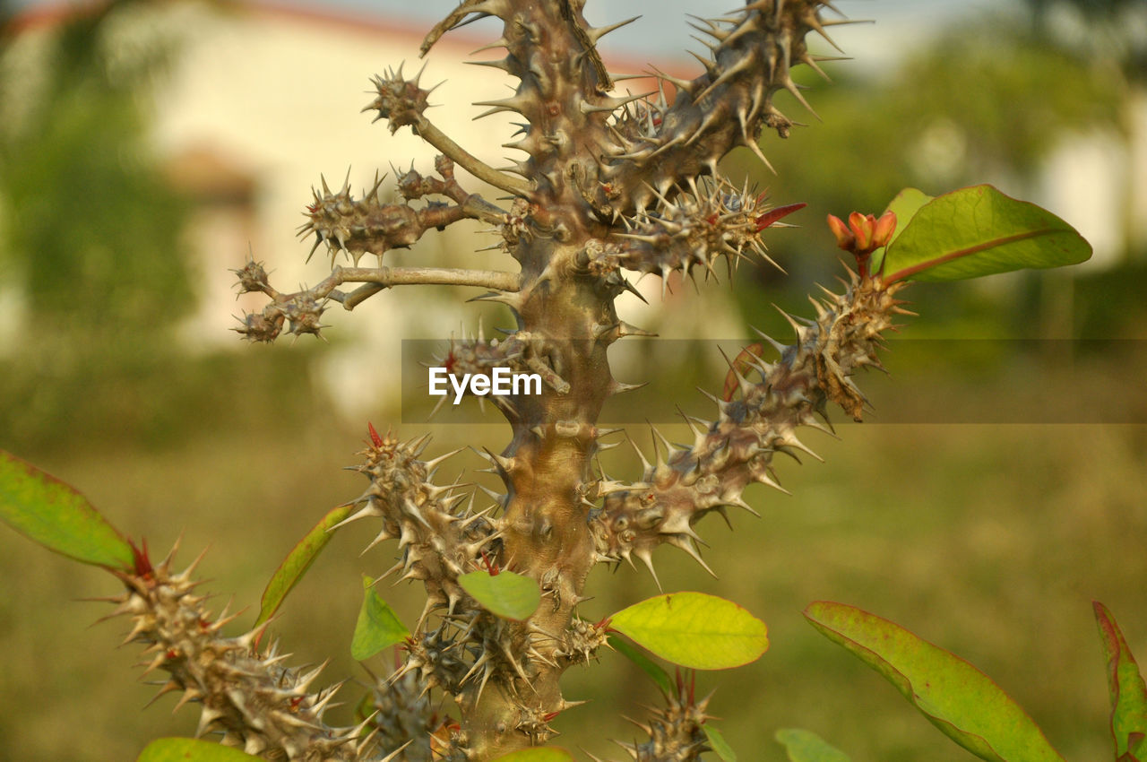 Close-up of flowering cactus plant against tree