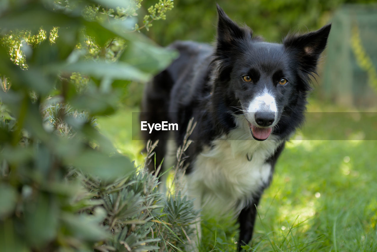 PORTRAIT OF DOG LYING ON GRASS