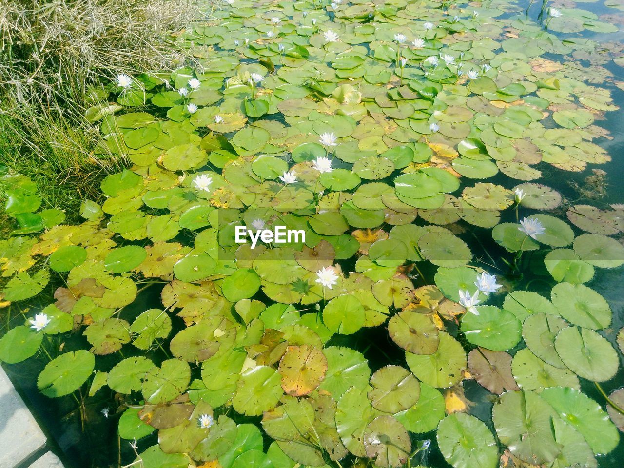 HIGH ANGLE VIEW OF WATER LILY ON LAKE
