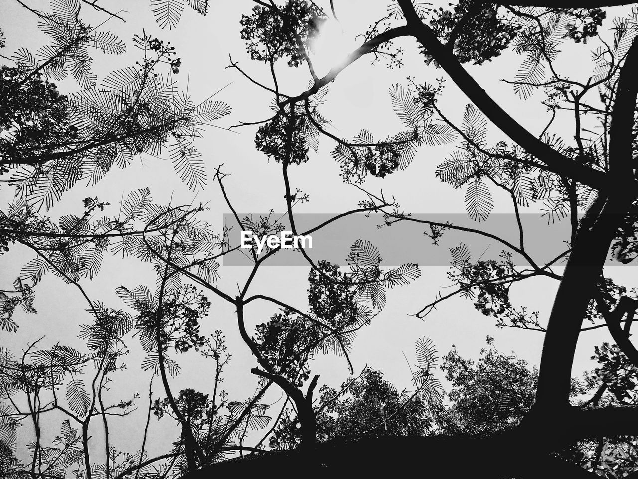 SILHOUETTE TREES AGAINST SKY