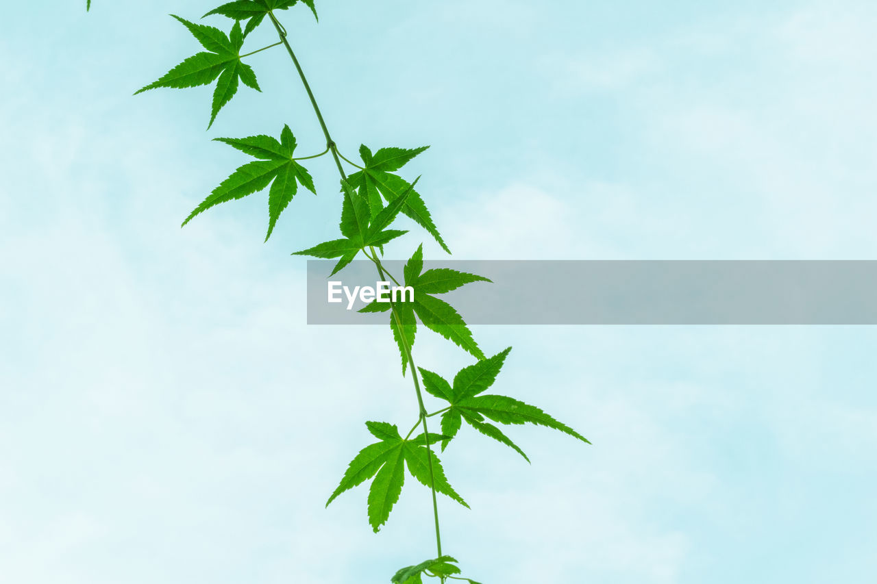 Low angle view of maple leaves against sky