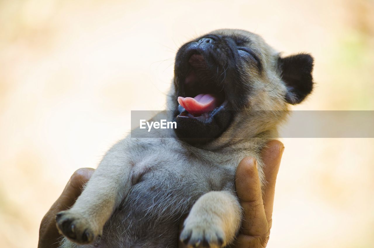 Close-up of puppy yawning