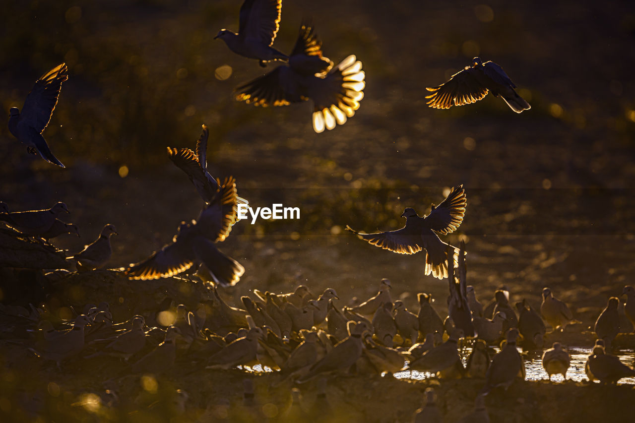 SEAGULLS FLYING OVER LAKE