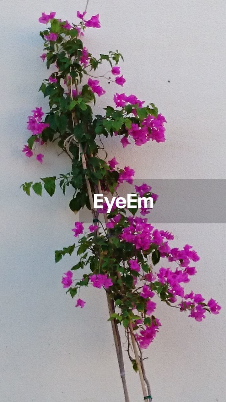 PURPLE FLOWERS BLOOMING AGAINST WHITE PLANT