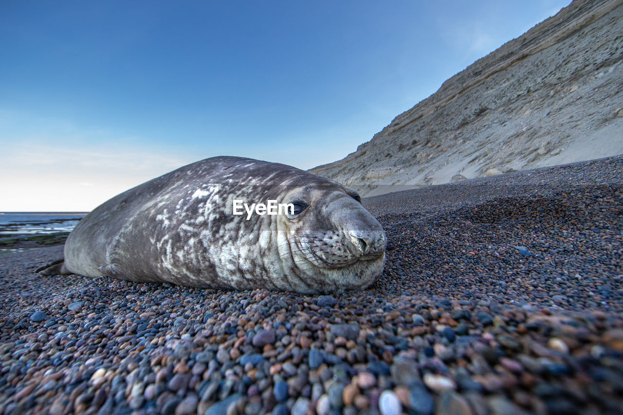 Seal relaxing at beach against sky during sunset