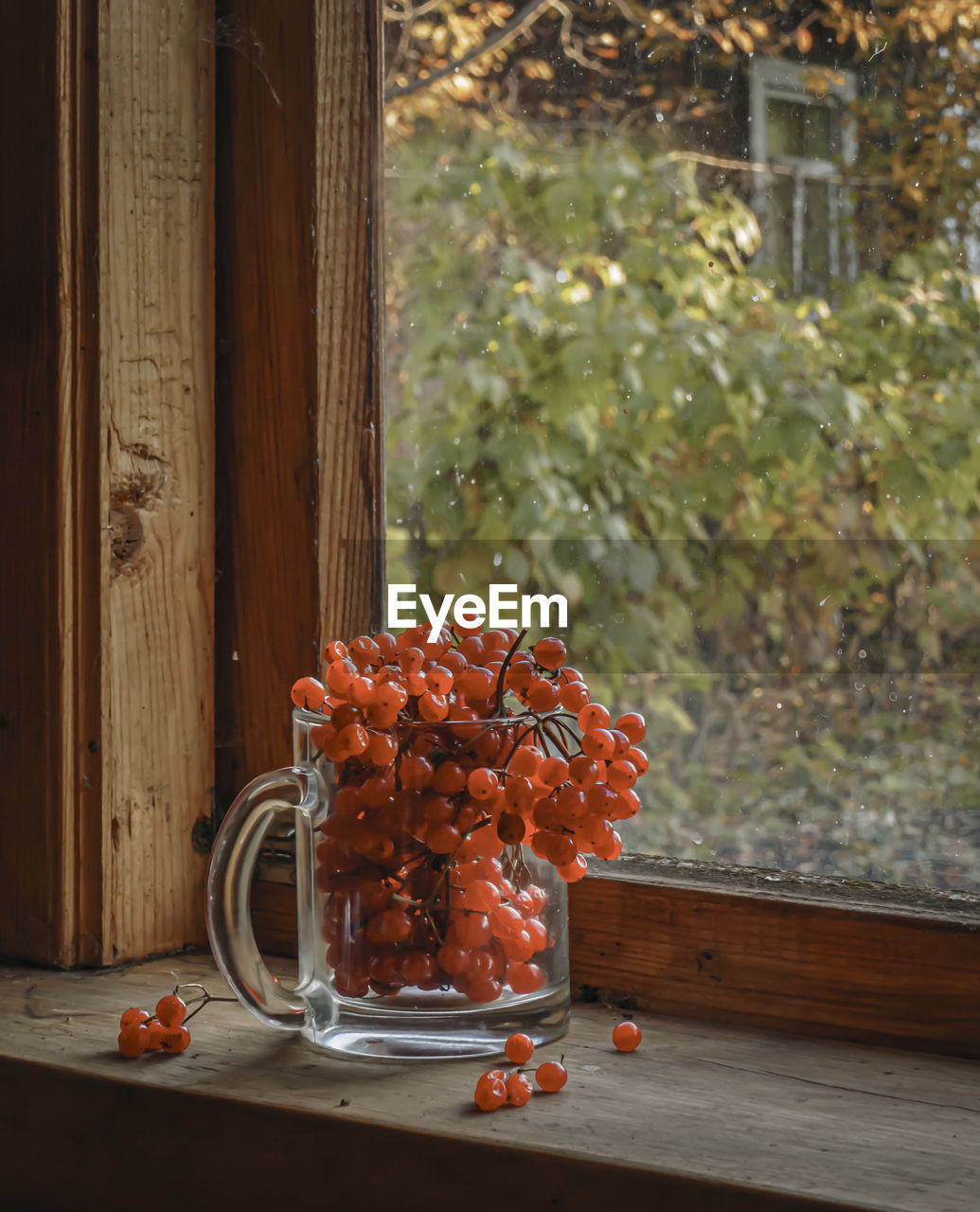 Glass mug with red viburnum berries on the window