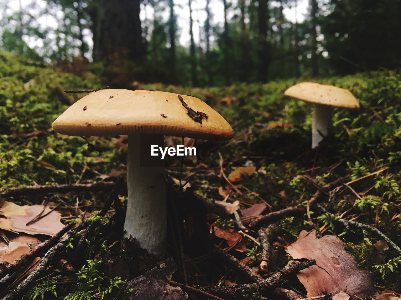 Mushrooms growing on field in forest