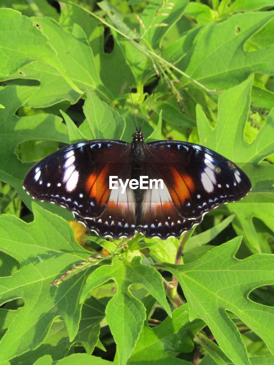 CLOSE-UP OF BUTTERFLY ON PLANT