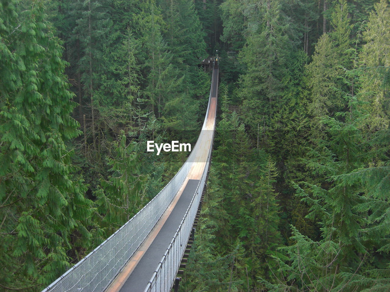 Footbridge in forest