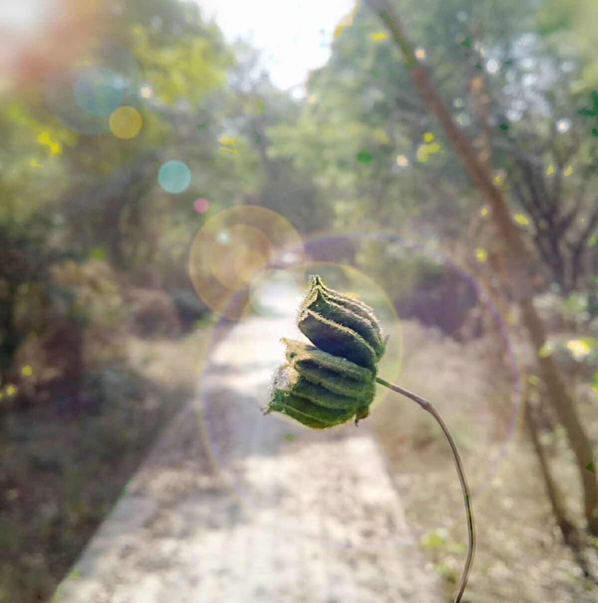 Close-up of lens flare on bud at forest