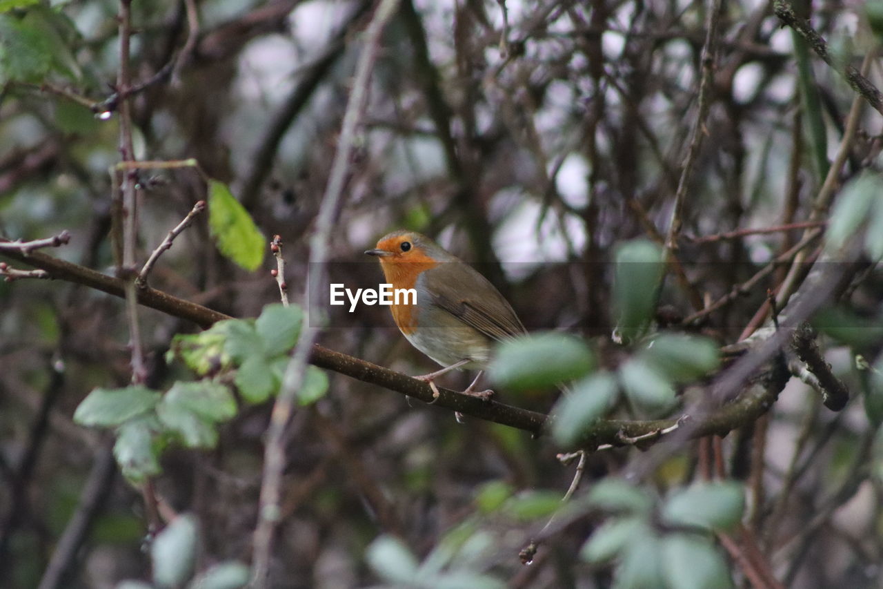 Close up of a red brasted robin sitting on a branch