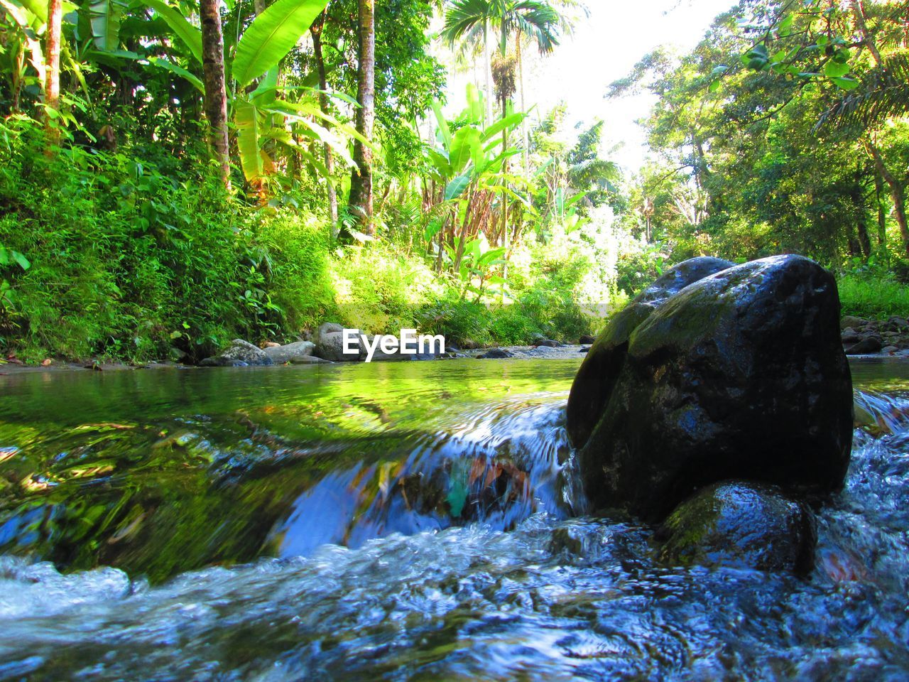 SCENIC VIEW OF FOREST