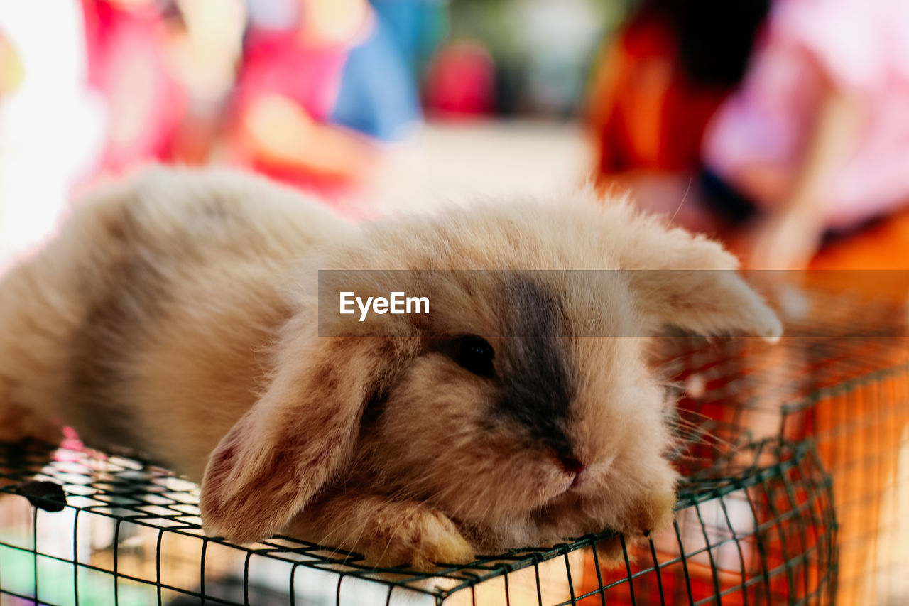 Close-up of a cat in cage