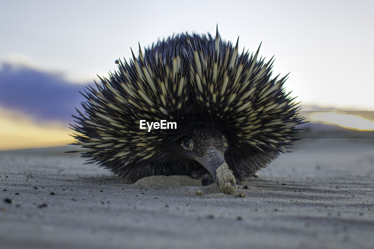 Close-up of echidna at beach against sky