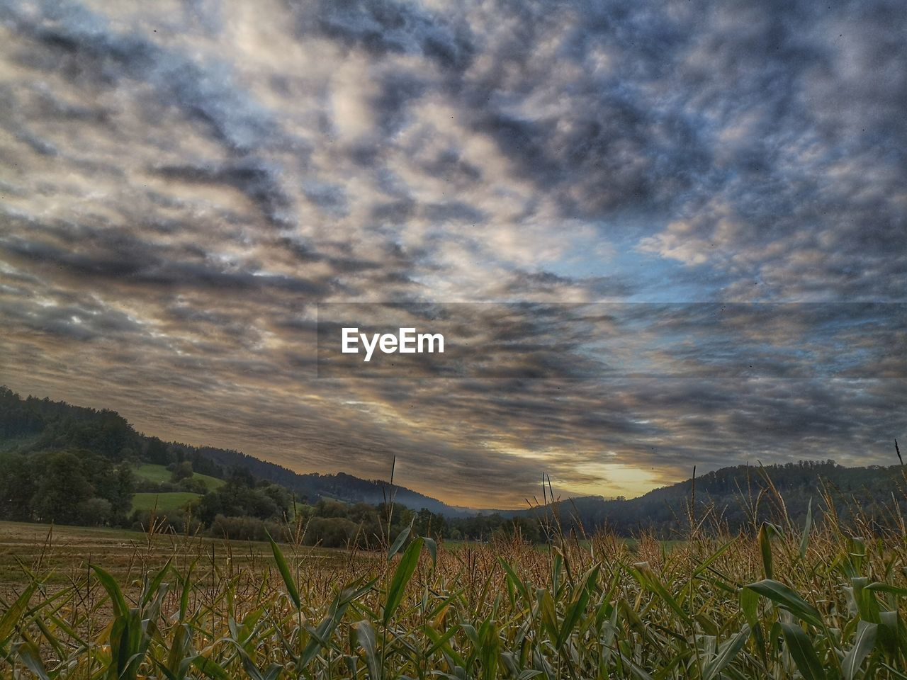 SCENIC VIEW OF AGRICULTURAL FIELD AGAINST CLOUDY SKY