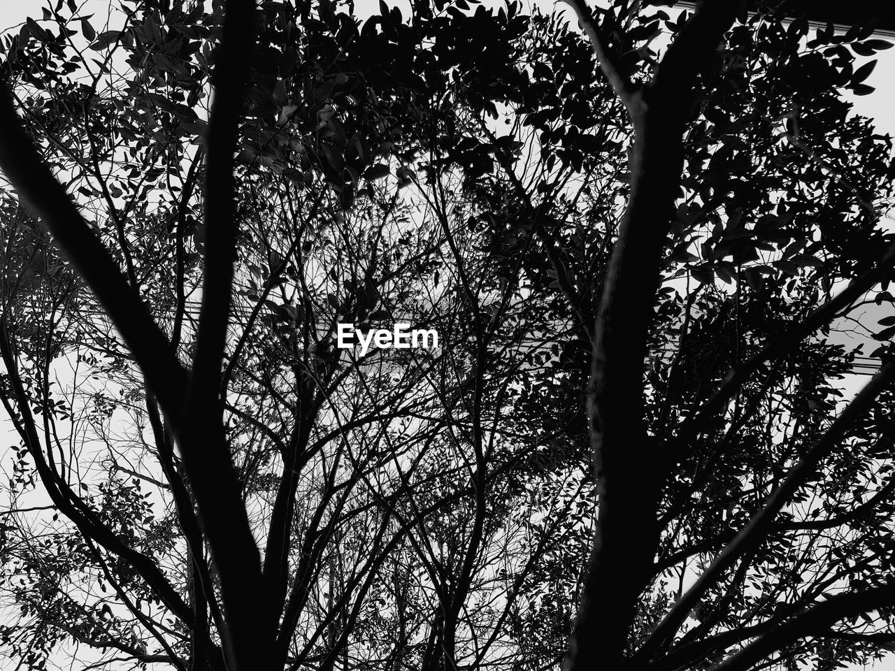 LOW ANGLE VIEW OF SILHOUETTE TREES AGAINST SKY
