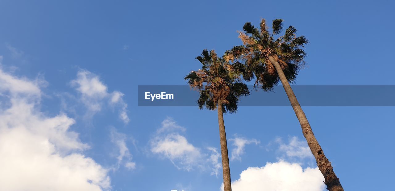 LOW ANGLE VIEW OF COCONUT PALM TREE AGAINST SKY