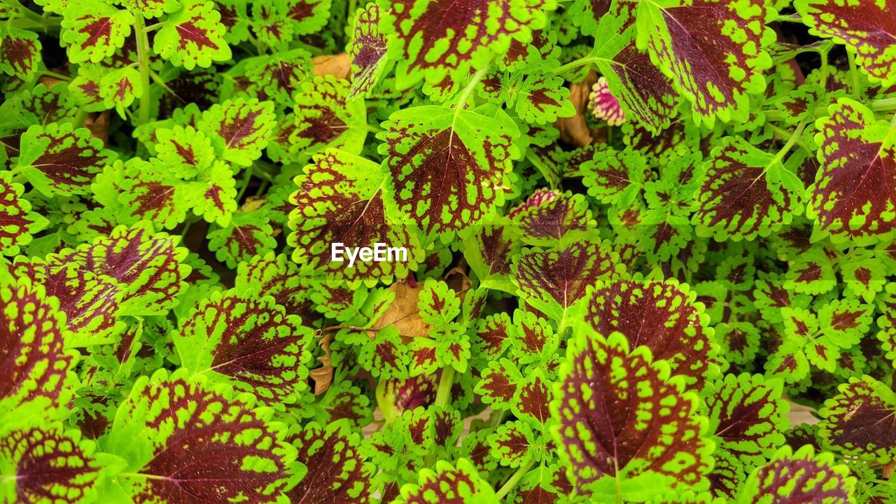 FULL FRAME SHOT OF FLOWERING PLANTS ON LAND