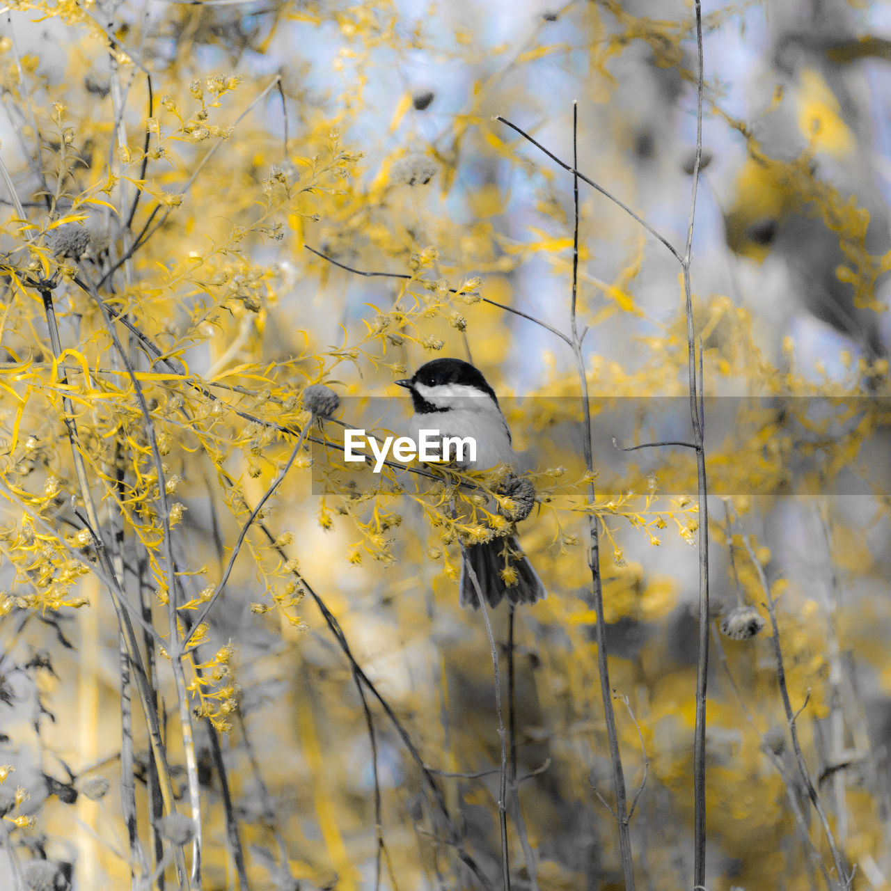 CLOSE-UP OF BIRD PERCHING ON BRANCH AGAINST YELLOW FLOWERS