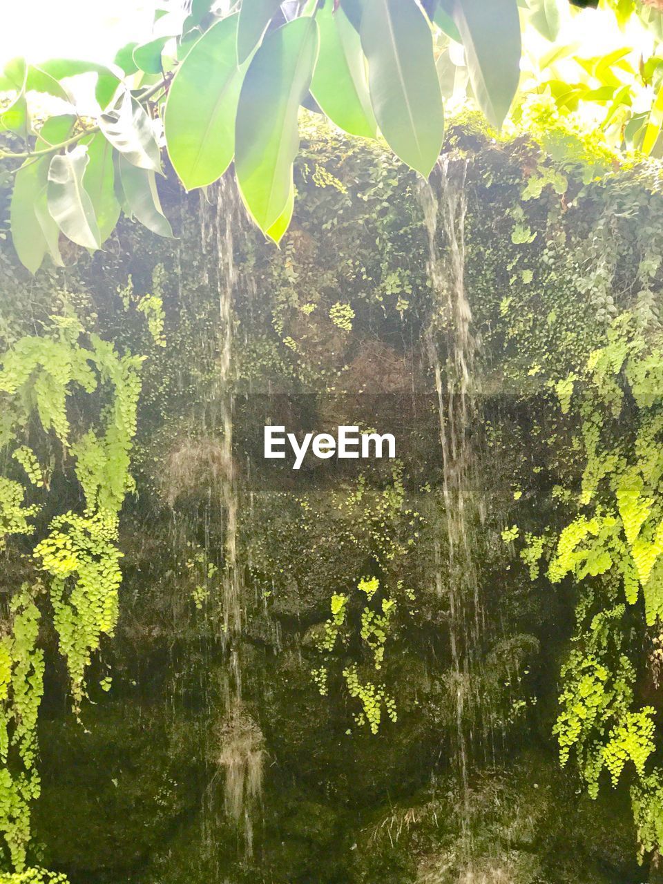 CLOSE-UP OF FRESH GREEN PLANTS AGAINST TREES