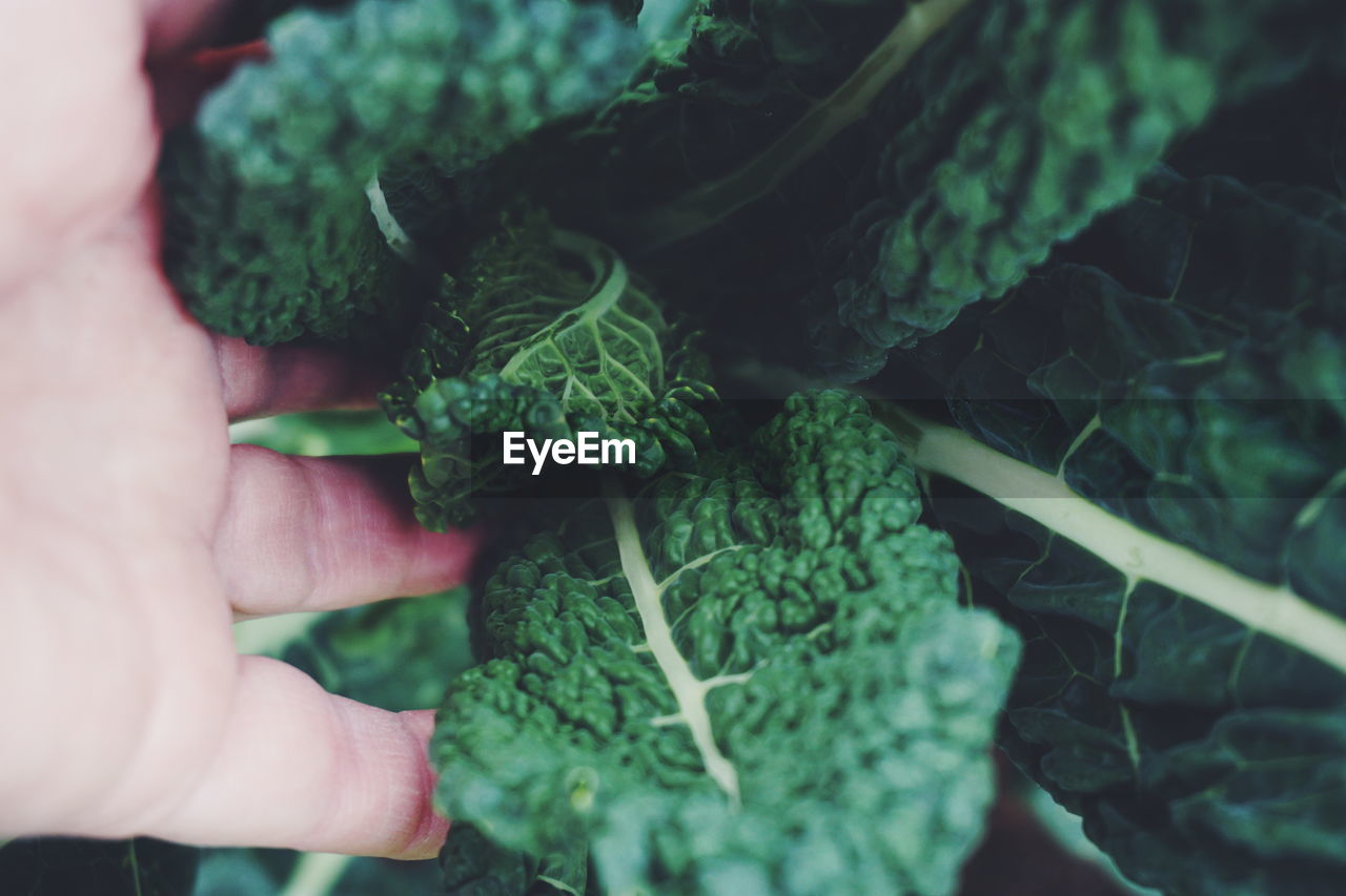 Close-up of hand holding leaf