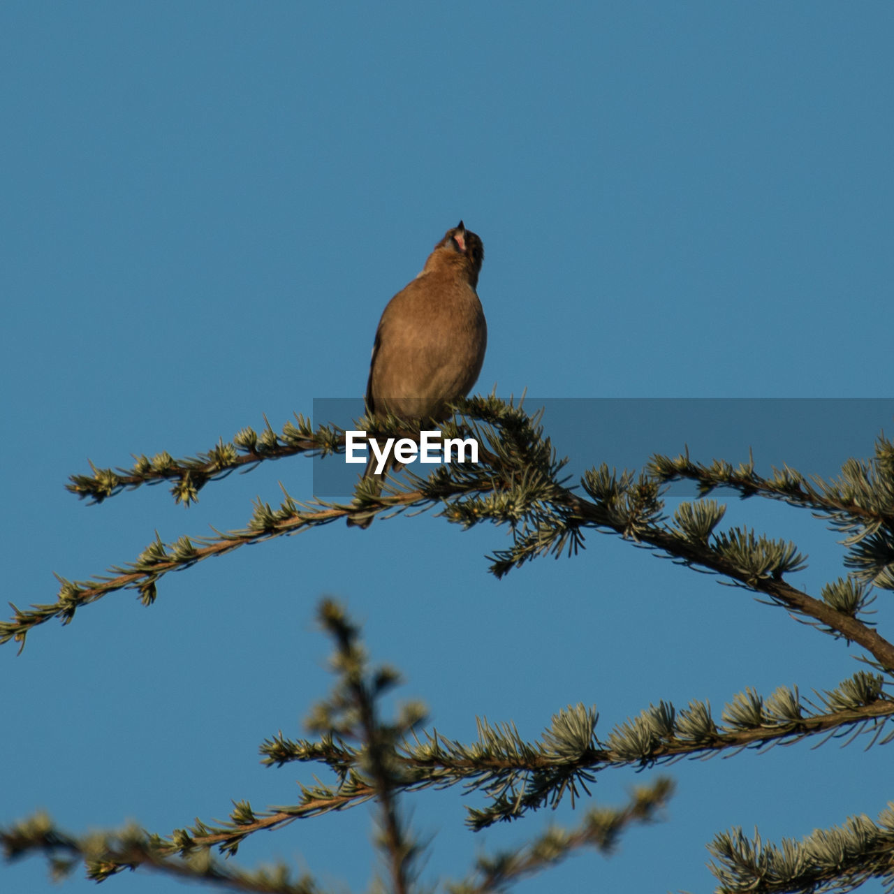 Low angle view of mourning dove perching on tree against clear blue sky