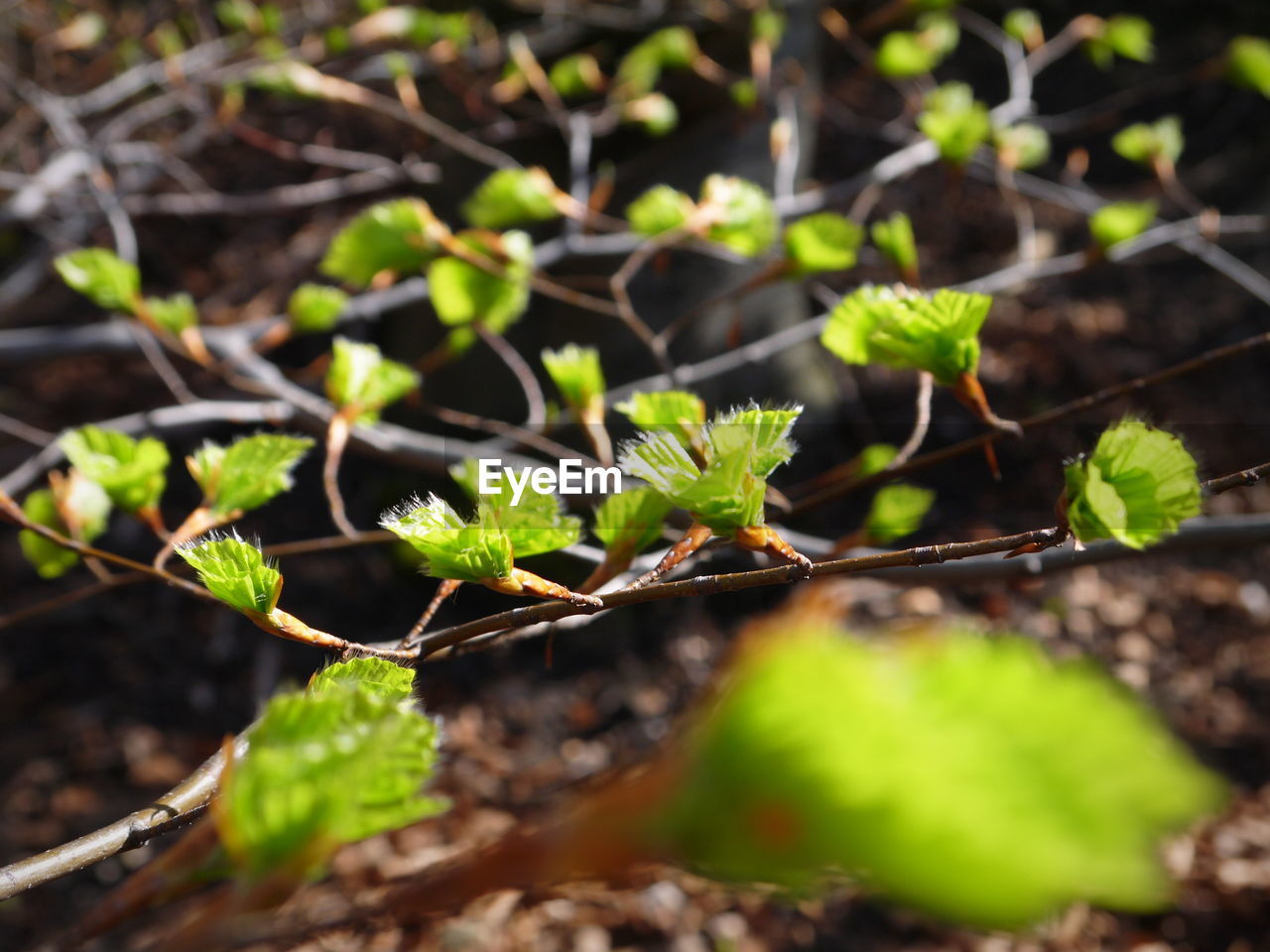 CLOSE-UP OF PLANTS