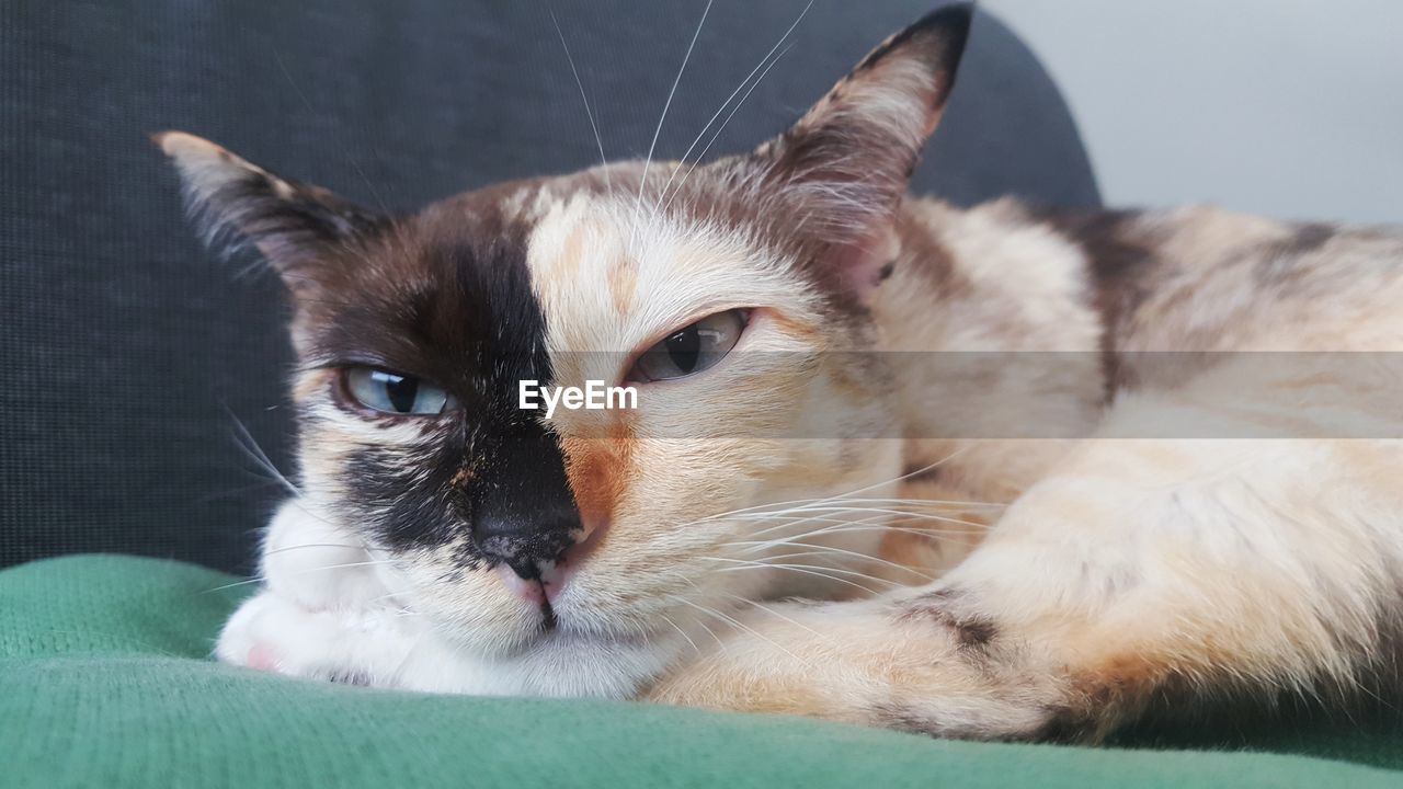 CLOSE-UP OF CAT LYING DOWN ON SOFA