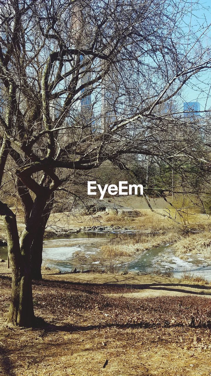 VIEW OF BARE TREES ON LANDSCAPE