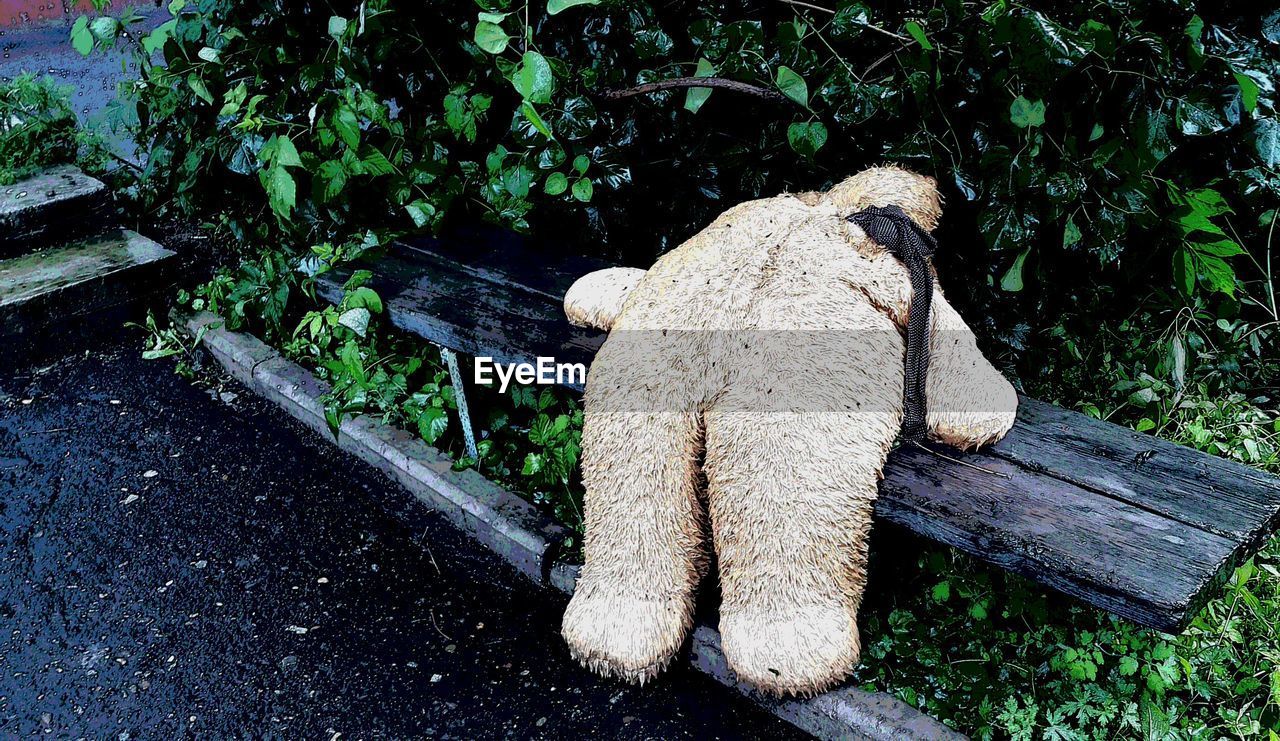 High angle view of teddy bear on wooden bench