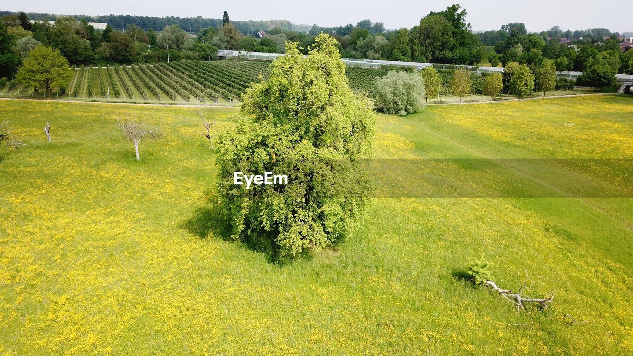 Drone view of a tree