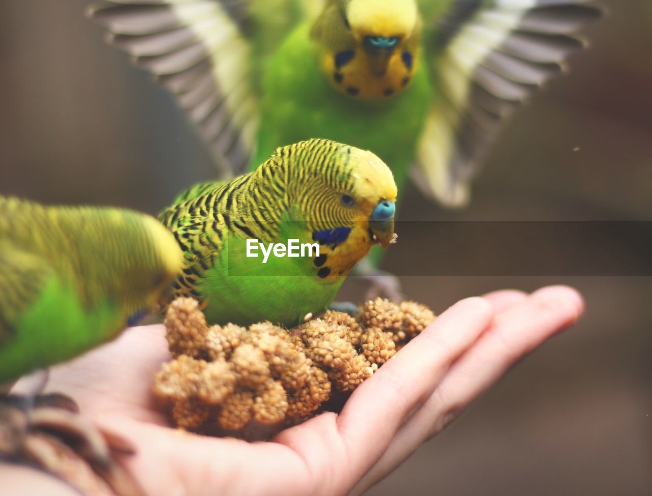 Cropped image of hand feeding bird