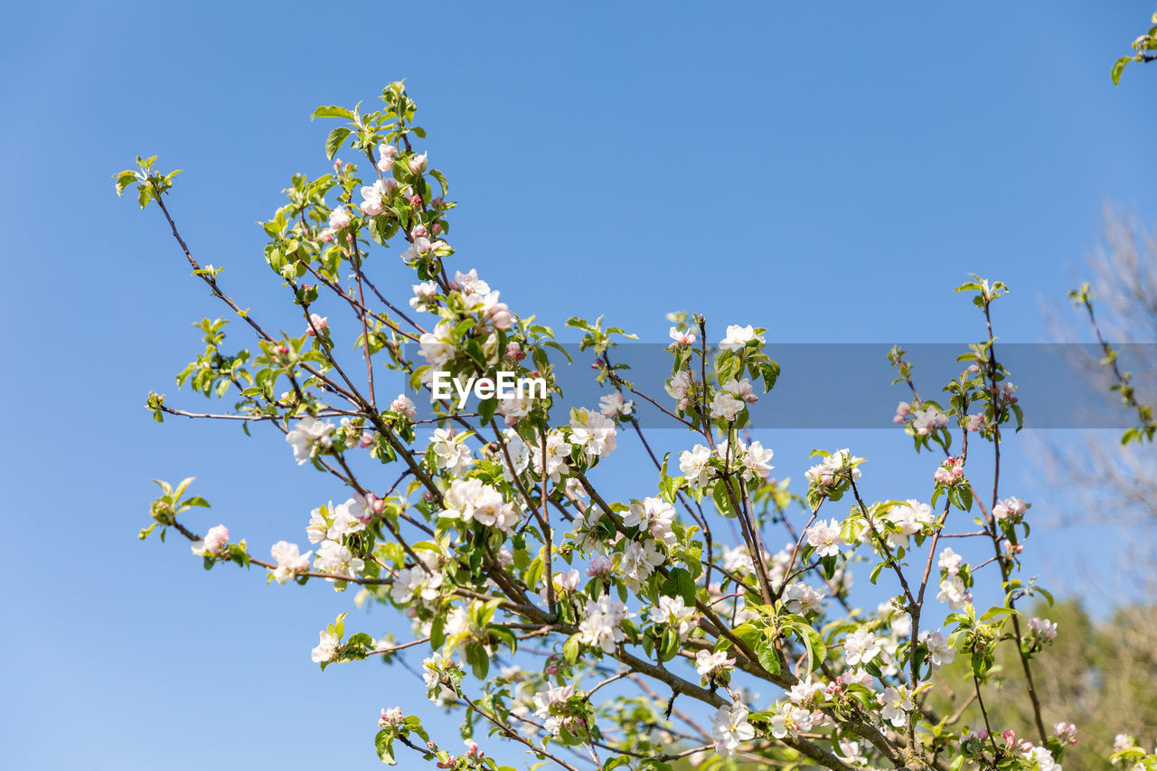 Low angle view of flowering tree against blue sky