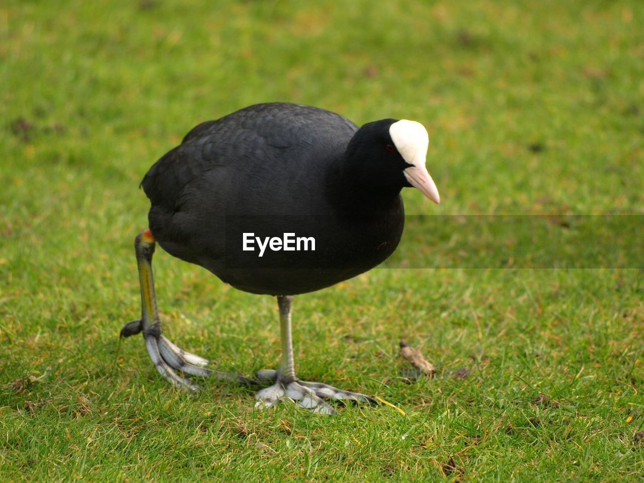 BLACK BIRD ON GRASS