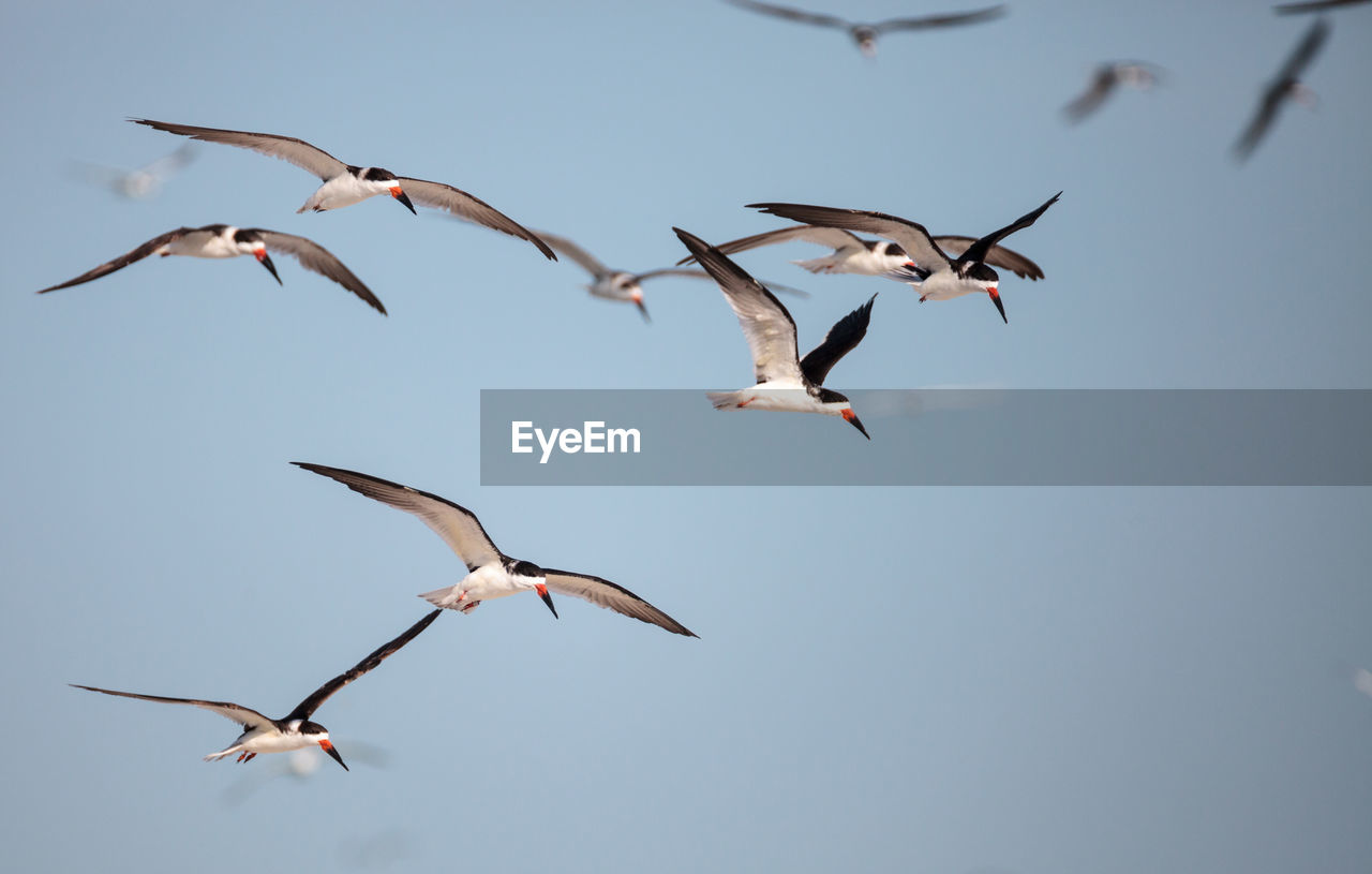 Flock of black skimmer terns rynchops niger on the beach at clam pass in naples, florida