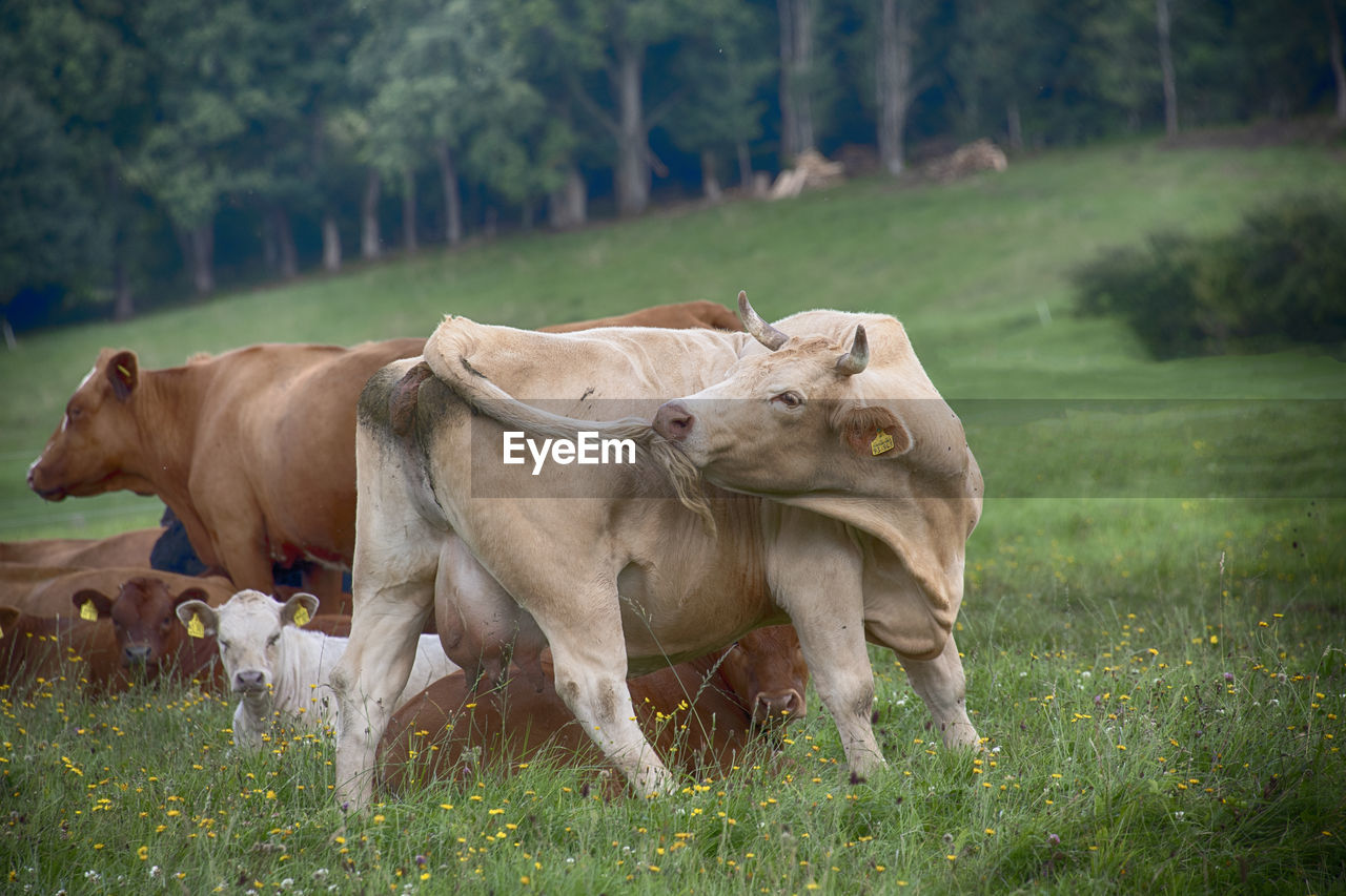 COW STANDING IN FIELD