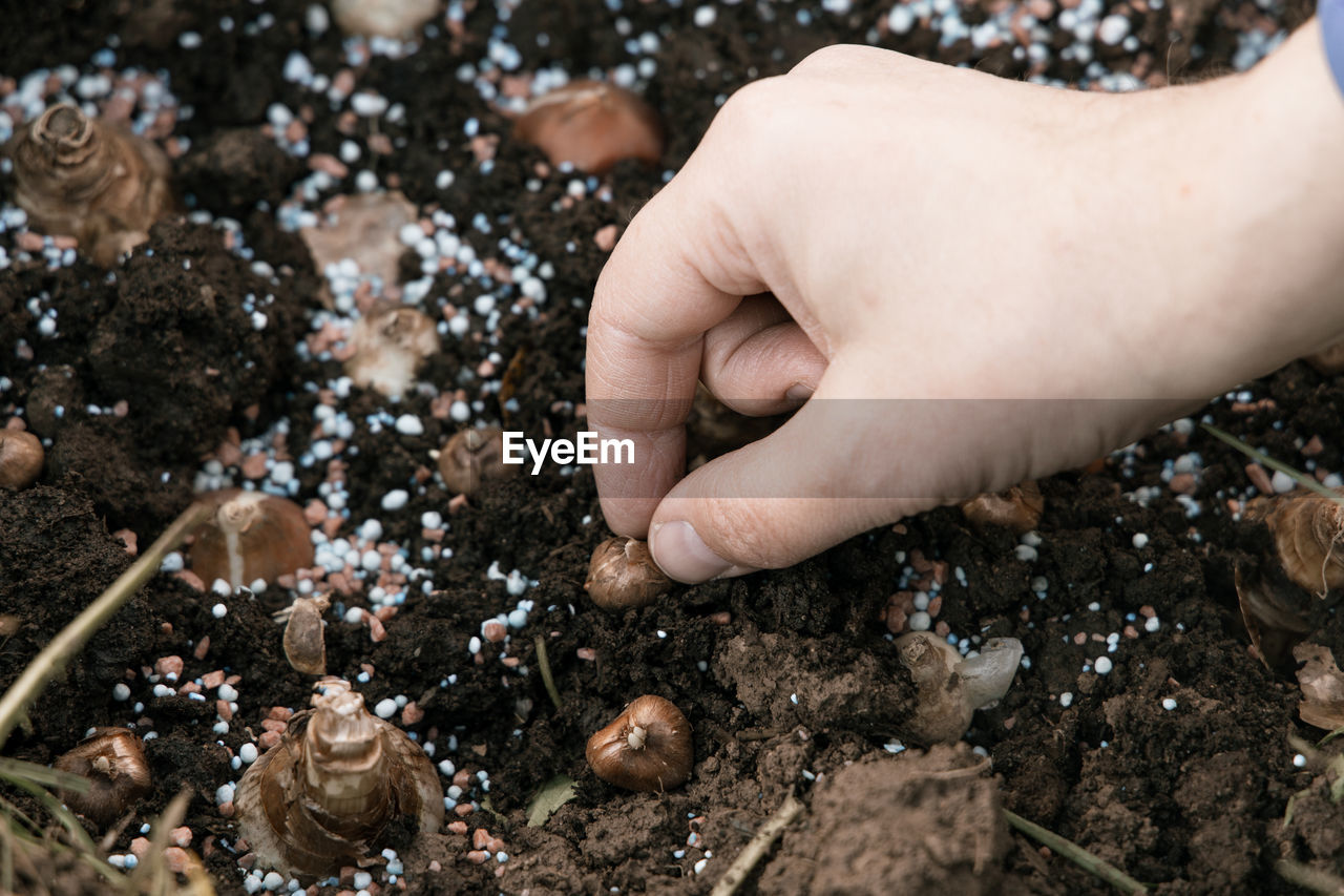 Hand sadi in soil-soil flower bulbs. hand holding a crocus bulb before planting in the ground