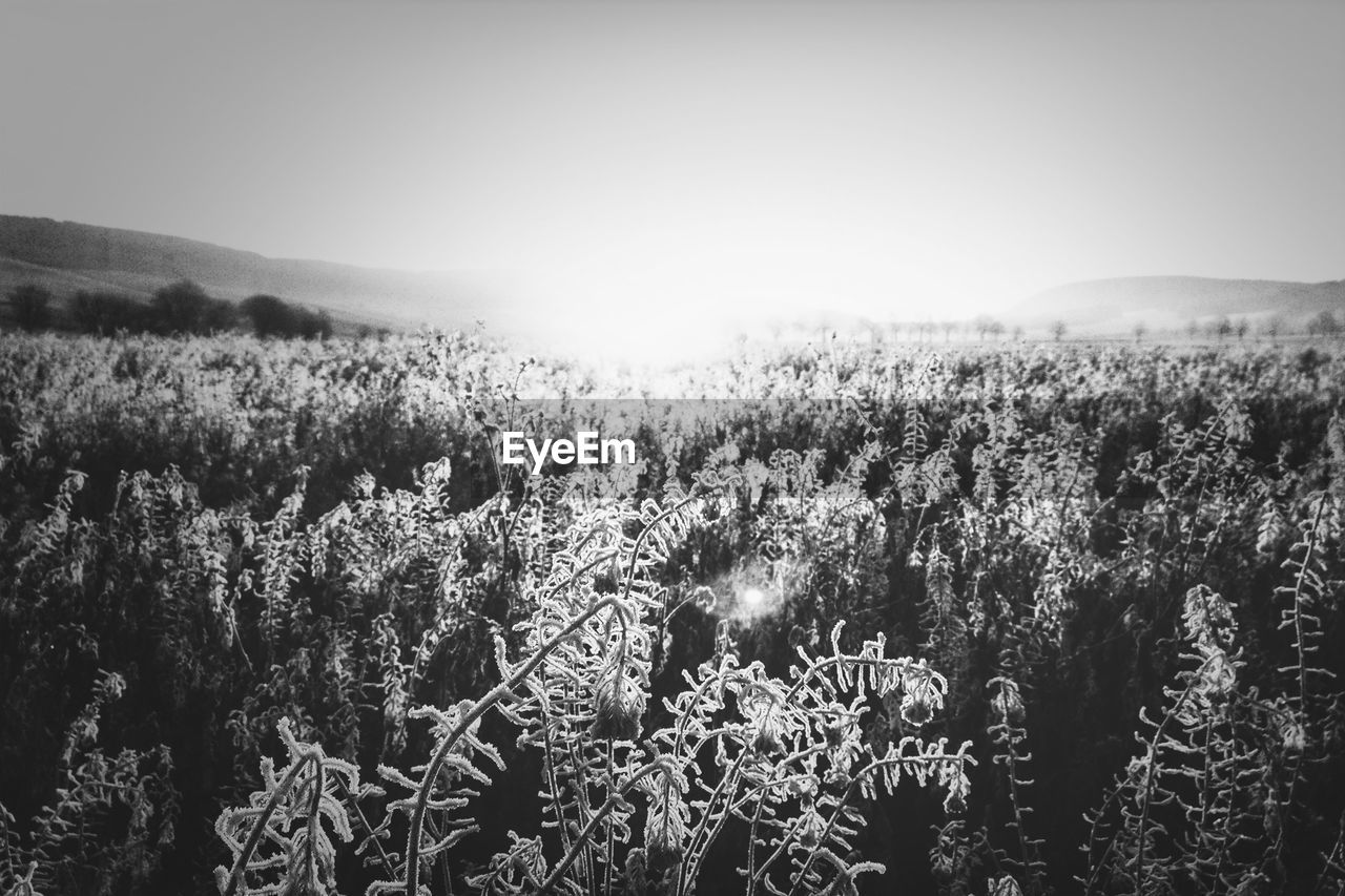 Frost plants against clear sky