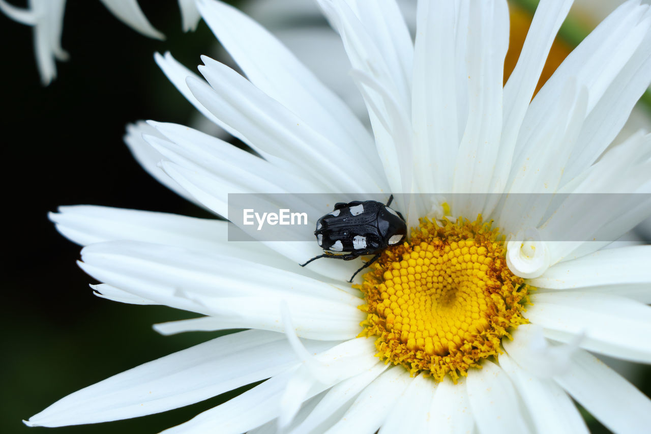 White-spotted fruit chafer beetle on daisy mausoleopsis amabilis