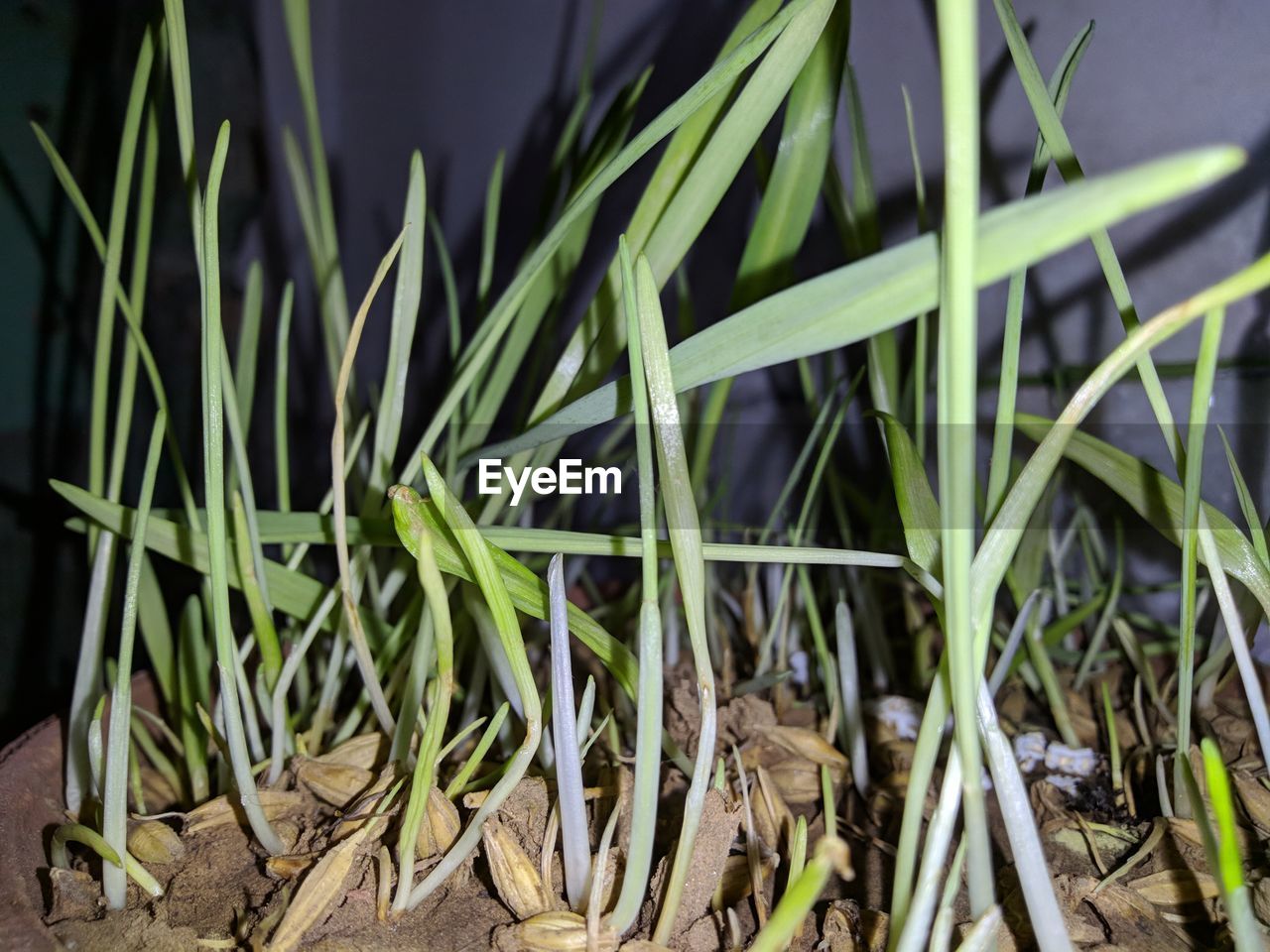 CLOSE-UP OF FRESH GREEN PLANTS IN FIELD