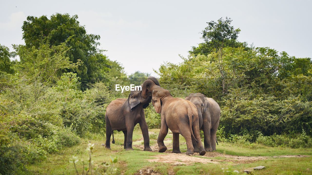 VIEW OF ELEPHANT ON FIELD