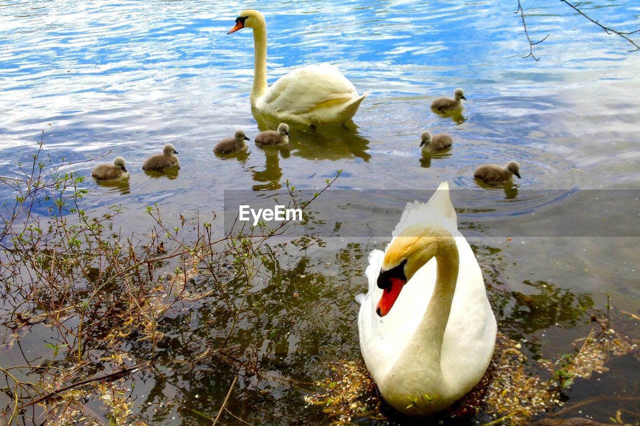 Mute swan with cygnets swimming