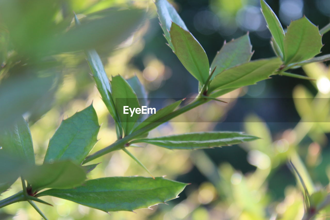 CLOSE-UP OF PLANTS