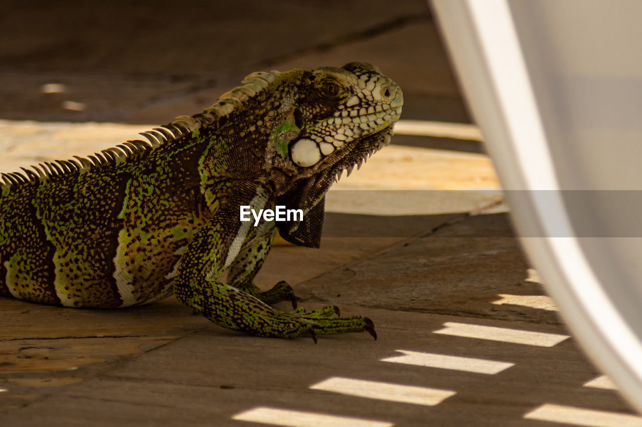 Close-up of a lizard