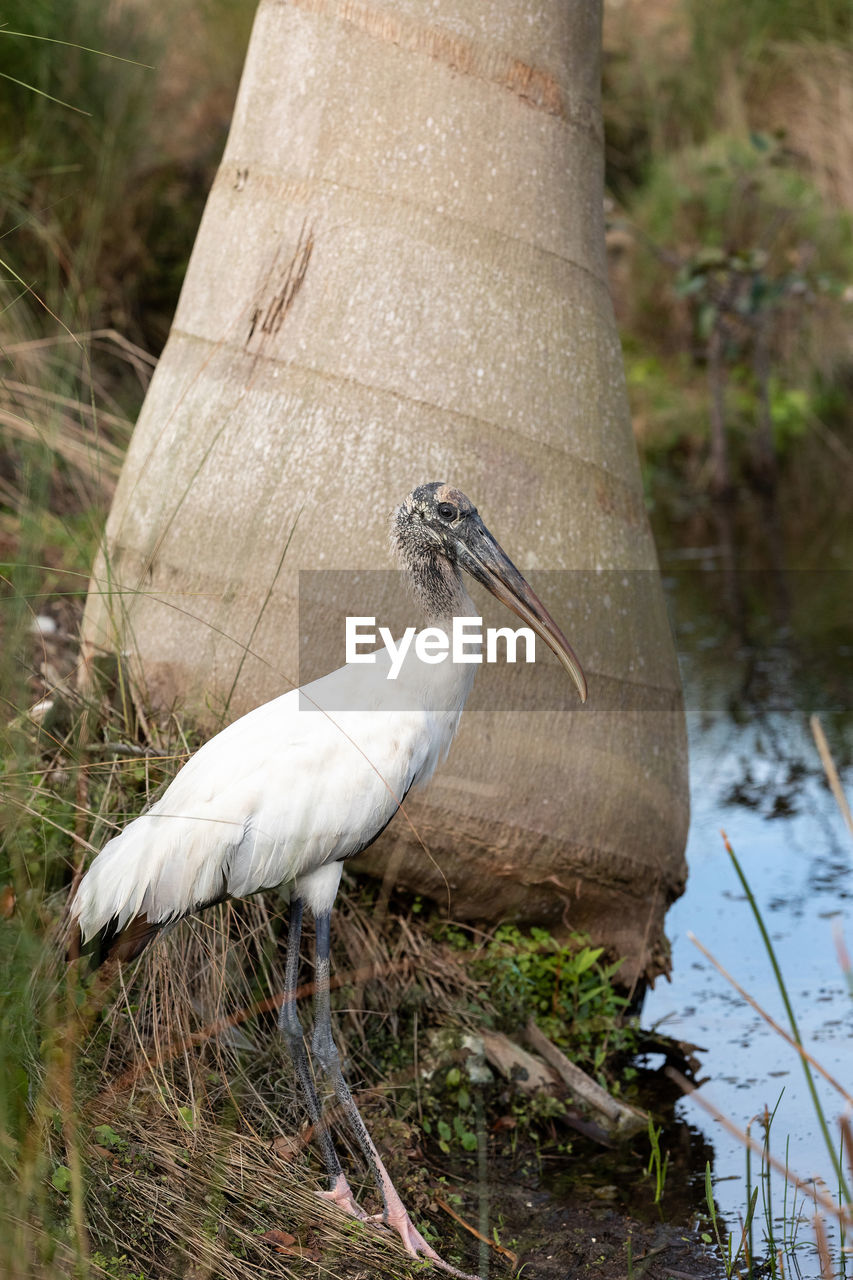 animal themes, animal, animal wildlife, bird, wildlife, one animal, water, nature, plant, no people, outdoors, beak, day, wetland, tree, lake, full length